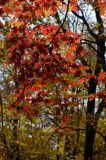 Acer pseudosieboldianum. Ветвь с листьями в осеней окраске. Приморский край, окр. Владивостока, широколиственный лес. 14.10.2017.