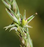 Crucianella angustifolia