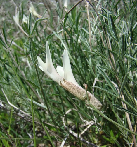 Изображение особи Astragalus pseudotataricus.