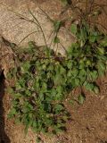 Campanula rotundifolia. Розетки прикорневых листьев. Магаданская обл., окр. г. Магадан, бухта Нагаева, Морпортовская сопка, каменноберезняк, у тропы. 09.07.2012.