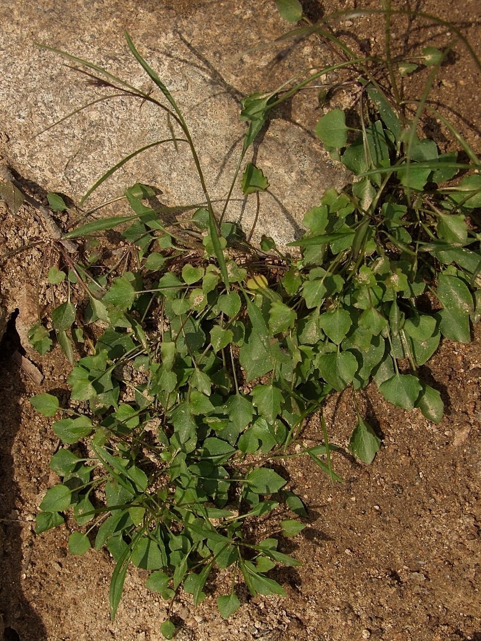 Image of Campanula rotundifolia specimen.