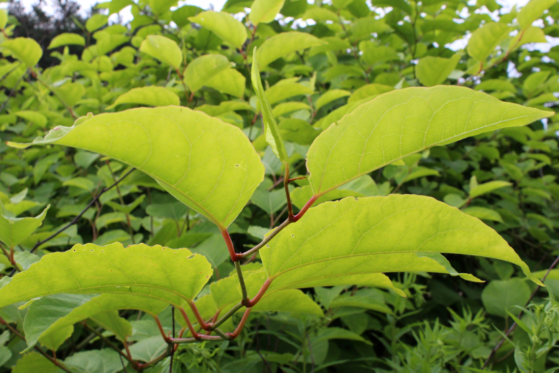 Image of Reynoutria japonica specimen.