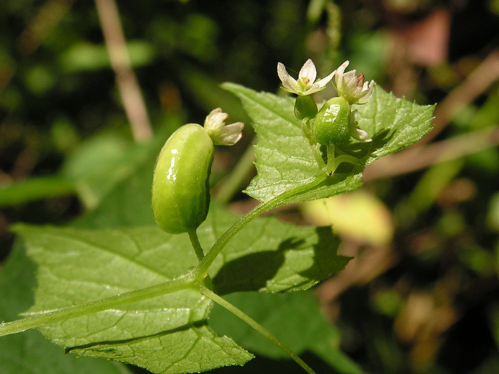 Изображение особи Schizopepon bryoniifolius.