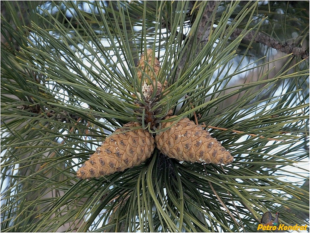 Изображение особи Pinus pallasiana.