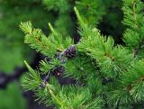 Larix sibirica. Верхушка ветви с прошлогодними шишками. Монголия, аймак Уверхангай, восточные отроги хребта Хангай, верховья р. Улаан-Гол, ≈ 2000 м н.у.м., обрывистый каменистый склон. 03.06.2017.