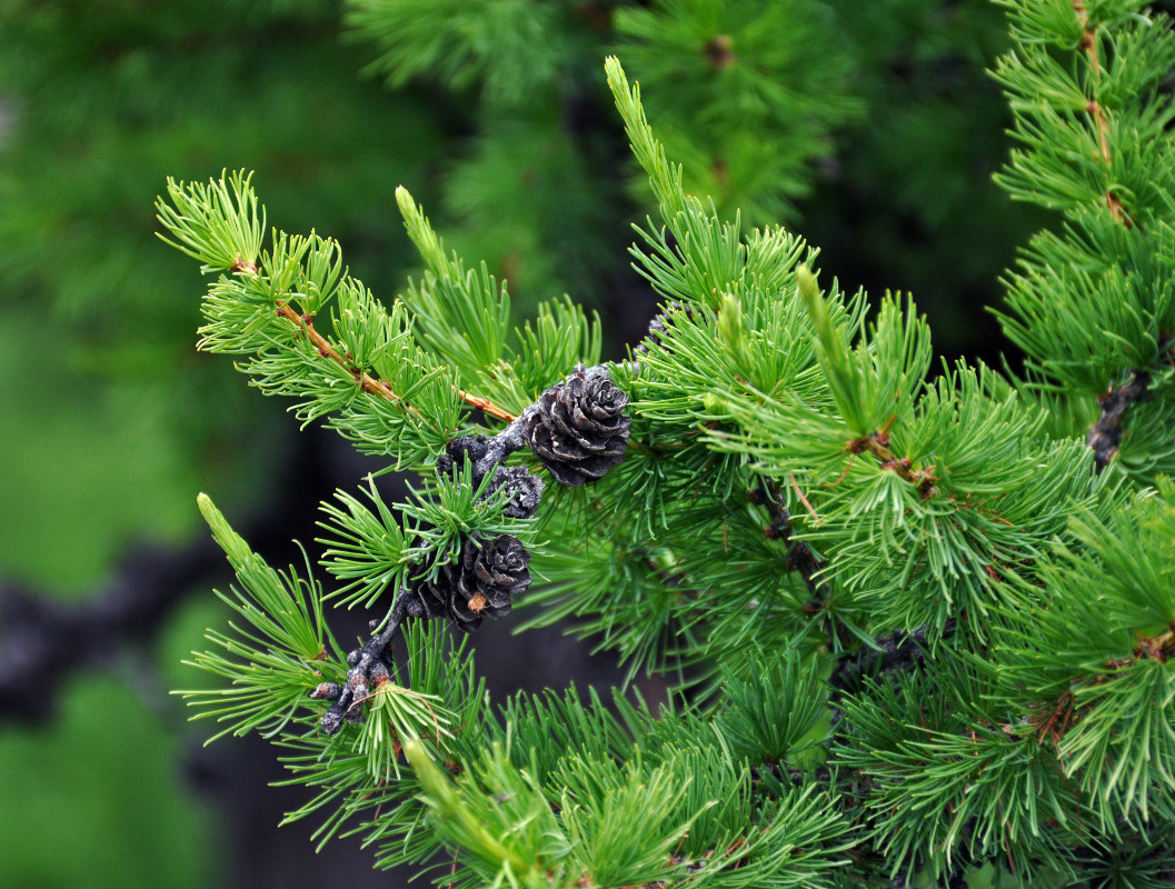 Изображение особи Larix sibirica.