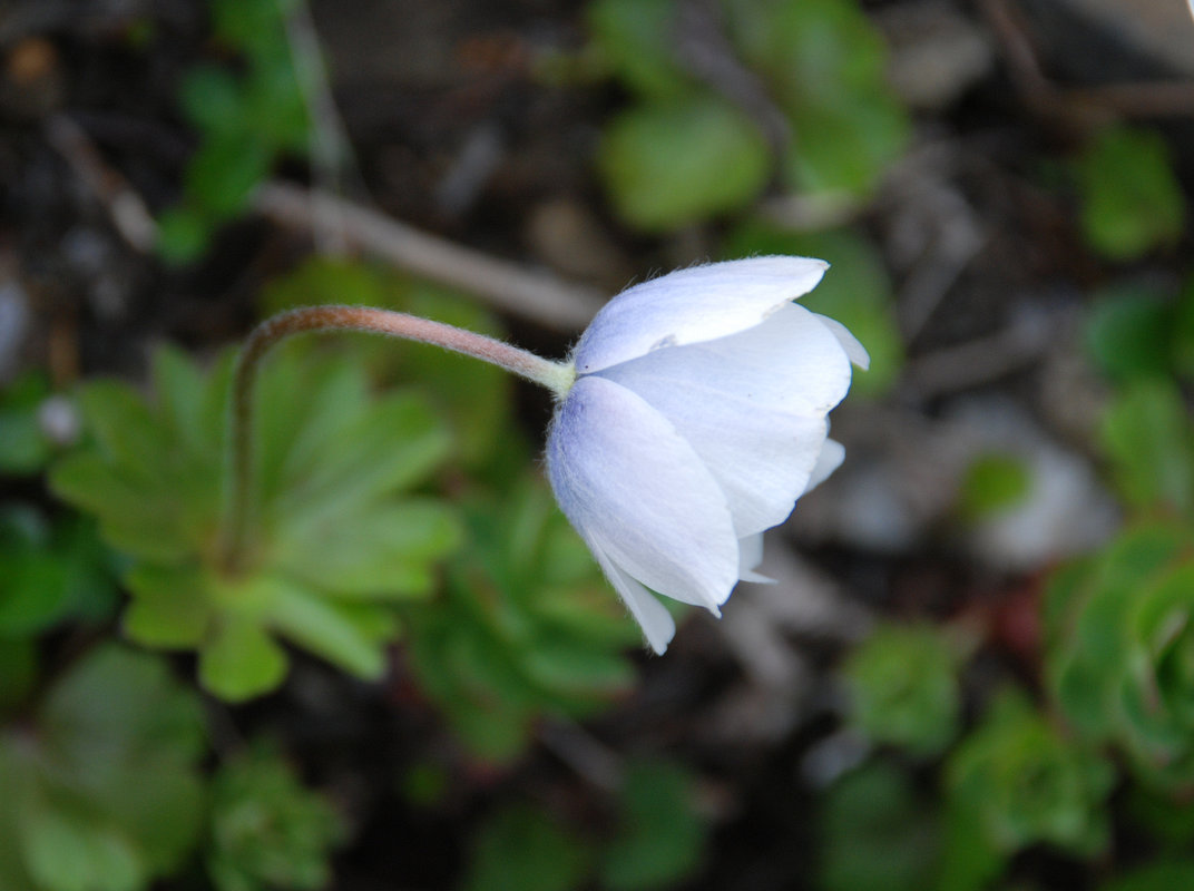 Image of Anemone parviflora specimen.