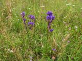 Campanula glomerata. Цветущие растения. Беларусь, Гродненская обл., Новогрудский р-н, Кошелевский сельсовет, дер. Скрыдлево, злаково-разнотравный суходольный луг. 24.07.2017.