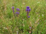 Campanula glomerata