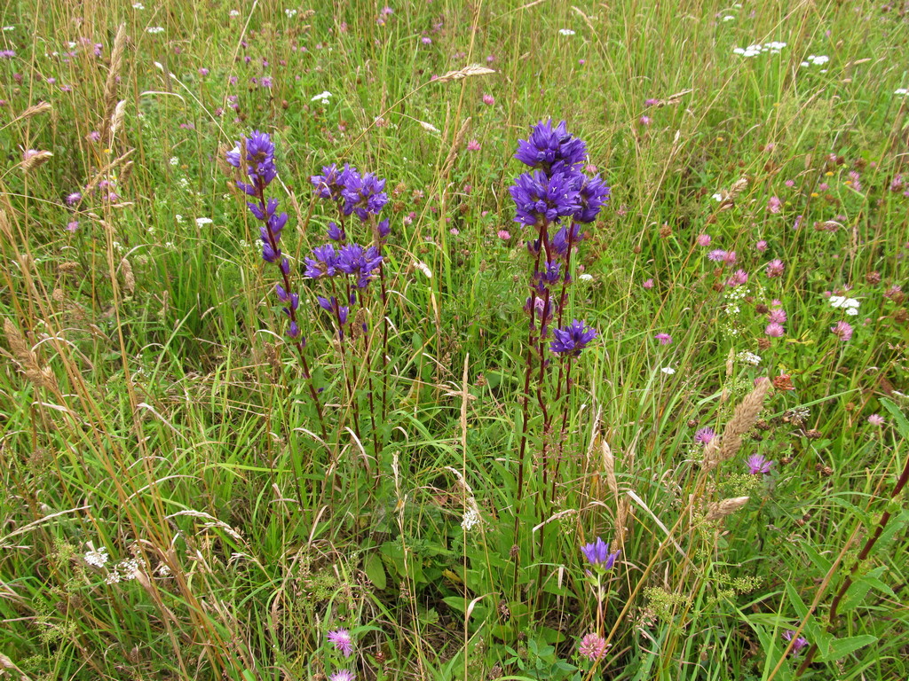 Image of Campanula glomerata specimen.