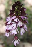 Orchis purpurea. Соцветие. Крым, Бахчисарайский р-н, окр. с. Трудолюбовка. 05.05.2010.