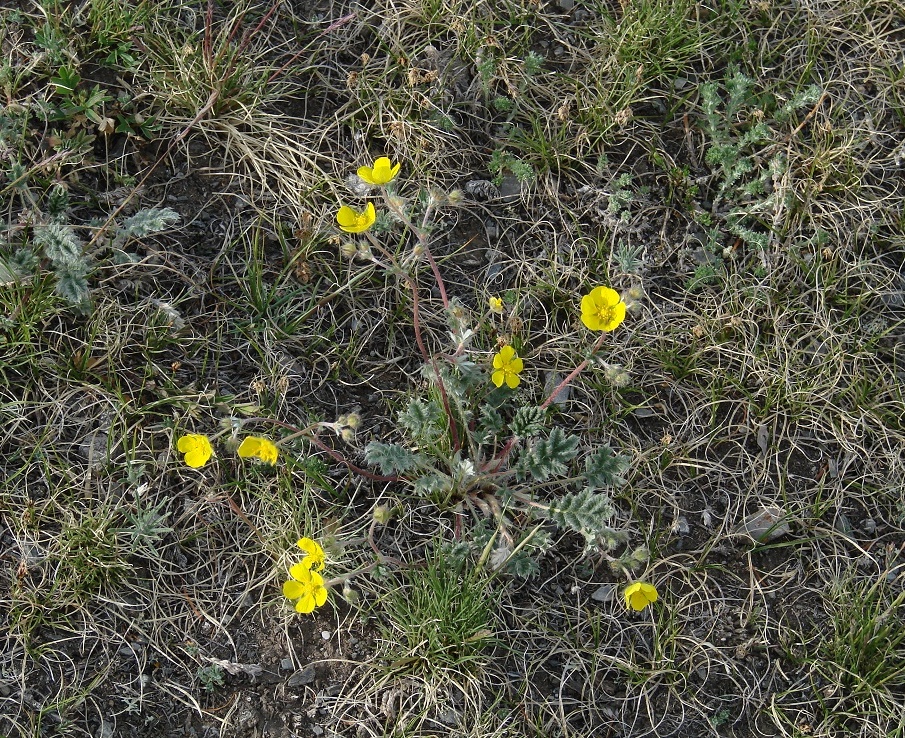 Изображение особи Potentilla sericea.