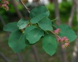 род Amelanchier. Верхушка веточки с незрелыми плодами. Восточный Казахстан, г. Усть-Каменогорск, парк Жастар, в культуре. 20.06.2017.