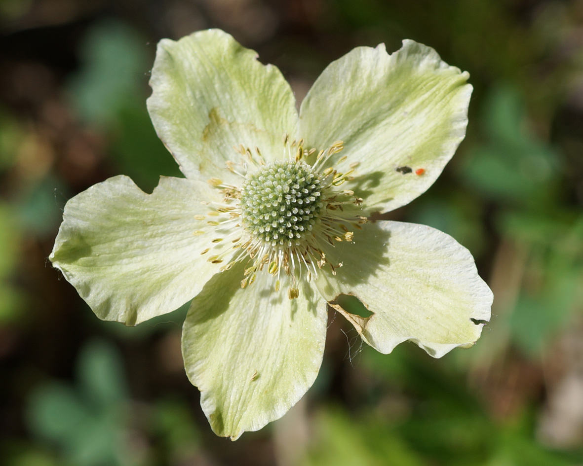 Image of Anemone sylvestris specimen.