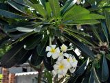 Plumeria obtusa. Верхушка ветви с соцветием. Таиланд, остров Тао, в культуре. 27.06.2013.