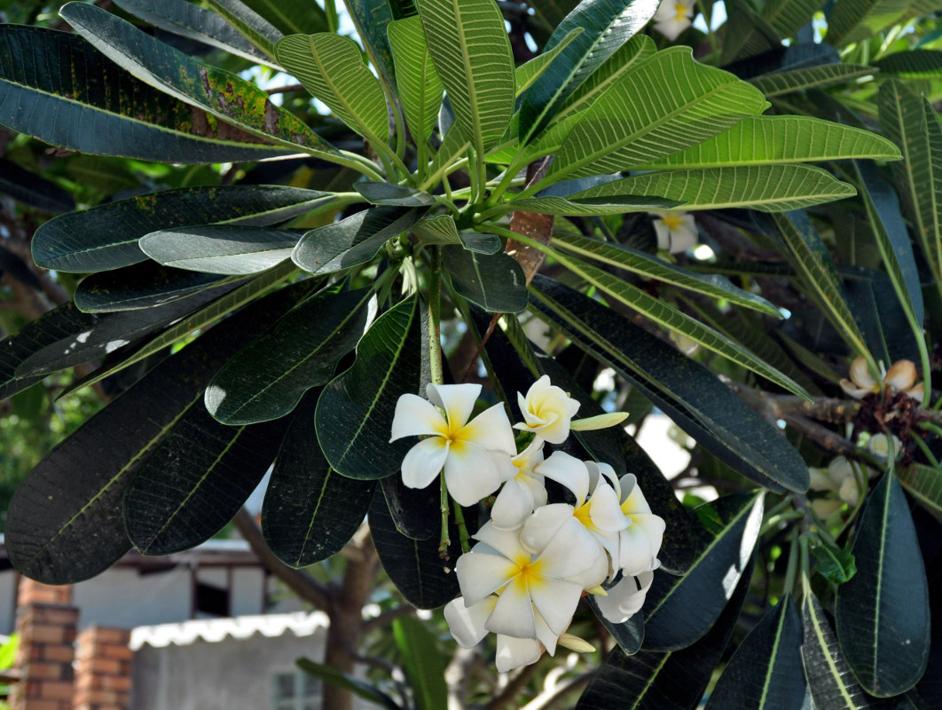 Image of Plumeria obtusa specimen.