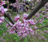 Cercis canadensis