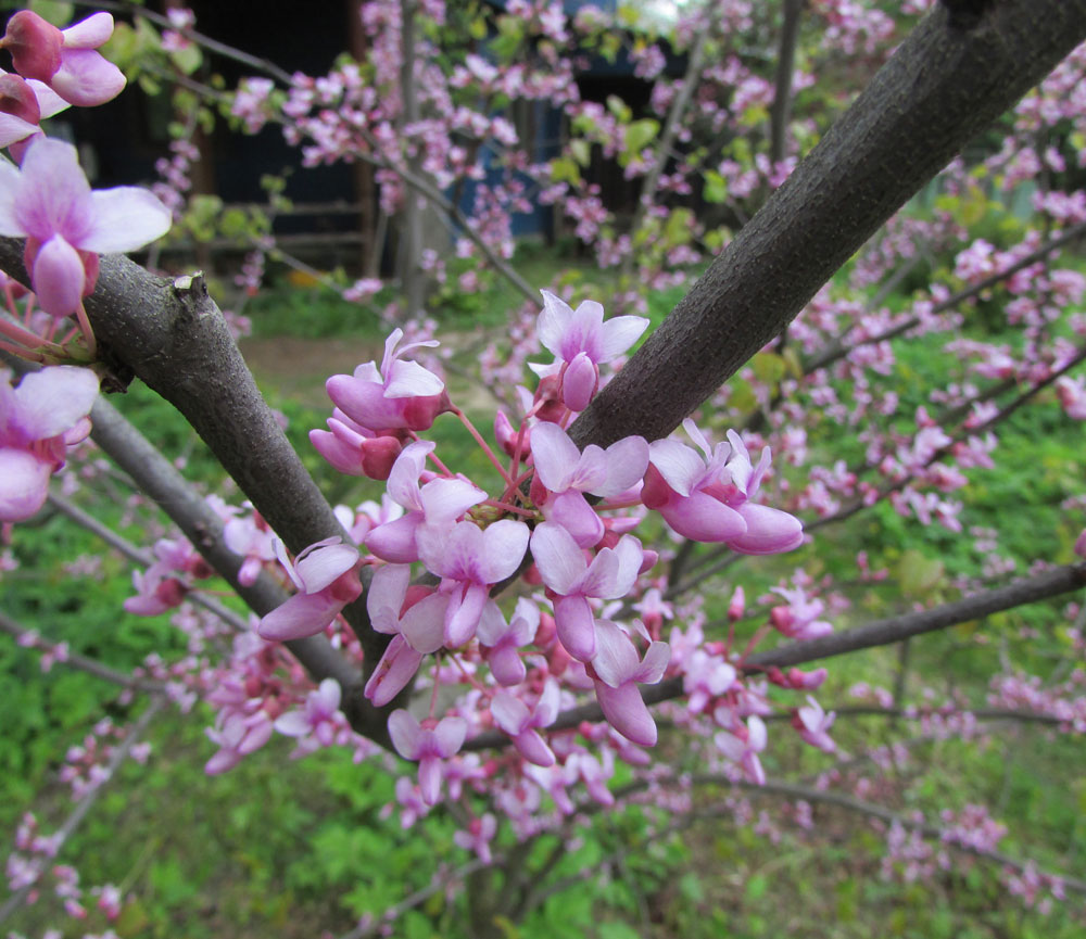 Изображение особи Cercis canadensis.