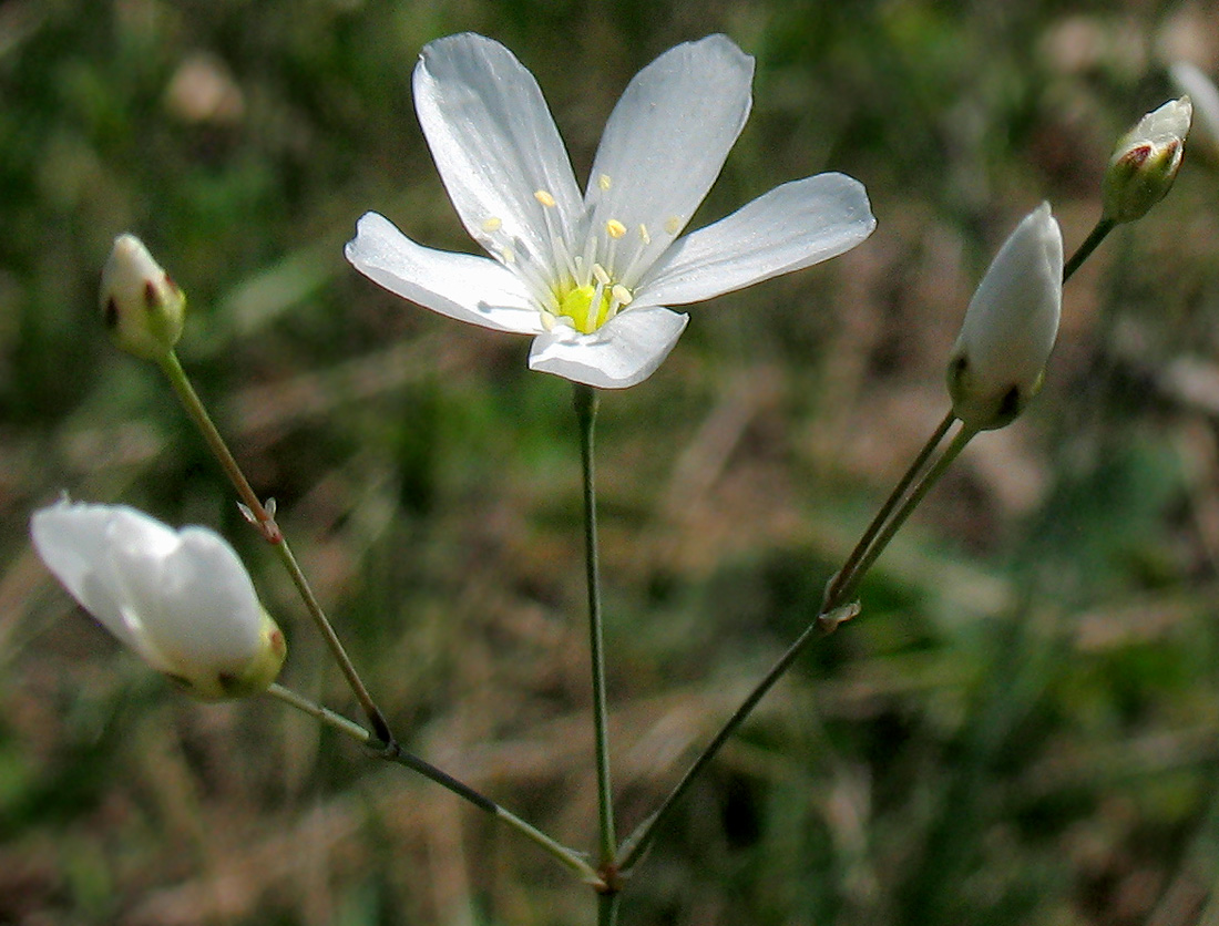 Image of Eremogone koriniana specimen.