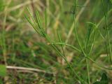 Cardamine umbellata. Часть верхушки побега с плодами. Магаданская обл., окр. г. Магадан, побережье бухты Нагаева, Морпортовская сопка, небольшой ручей в распадке. 09.08.2017.