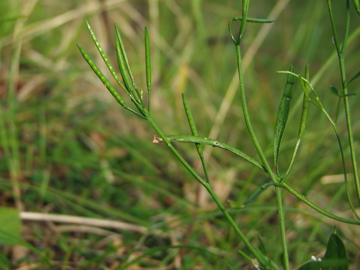 Изображение особи Cardamine umbellata.