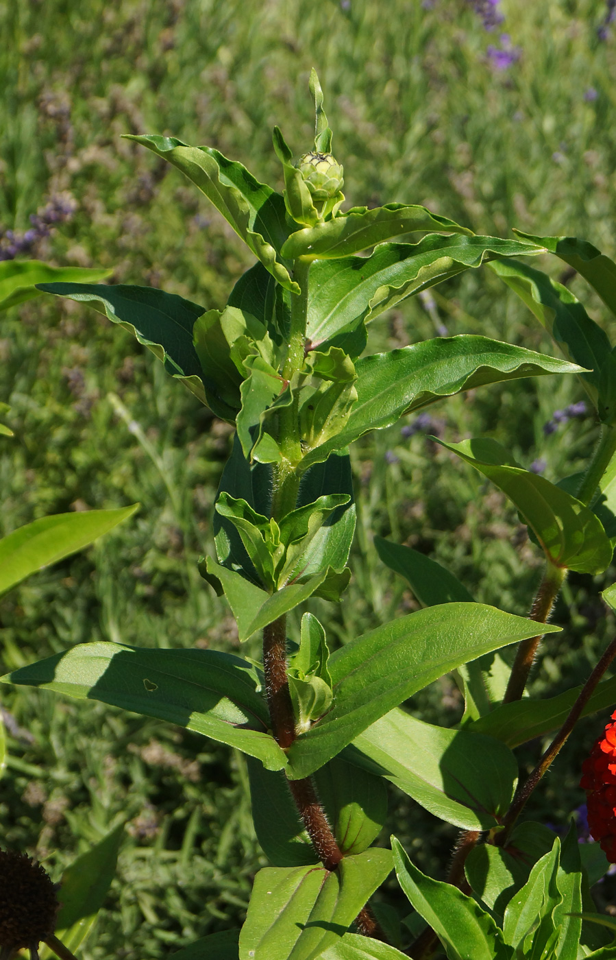 Изображение особи Zinnia elegans.