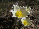 Pulsatilla orientali-sibirica