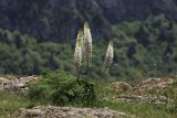 Eremurus lactiflorus