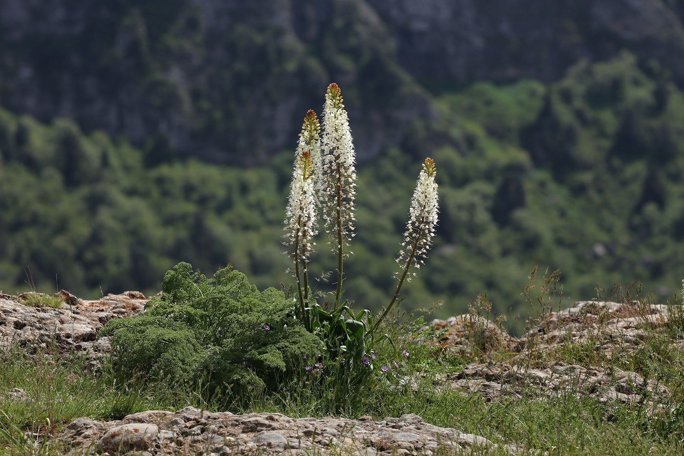 Image of Eremurus lactiflorus specimen.