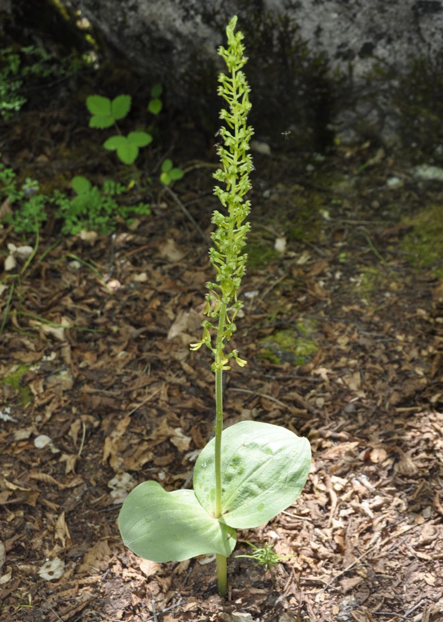 Изображение особи Listera ovata.