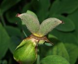 Paeonia mlokosewitschii. Незрелый плод. Москва, Воробьёвы горы, Ботанический сад МГУ, в культуре. 06.06.2018.