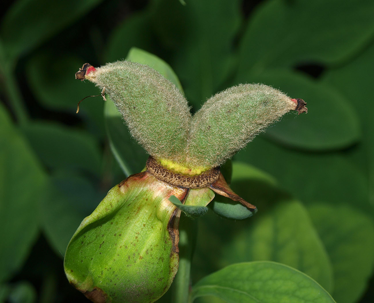 Image of Paeonia mlokosewitschii specimen.