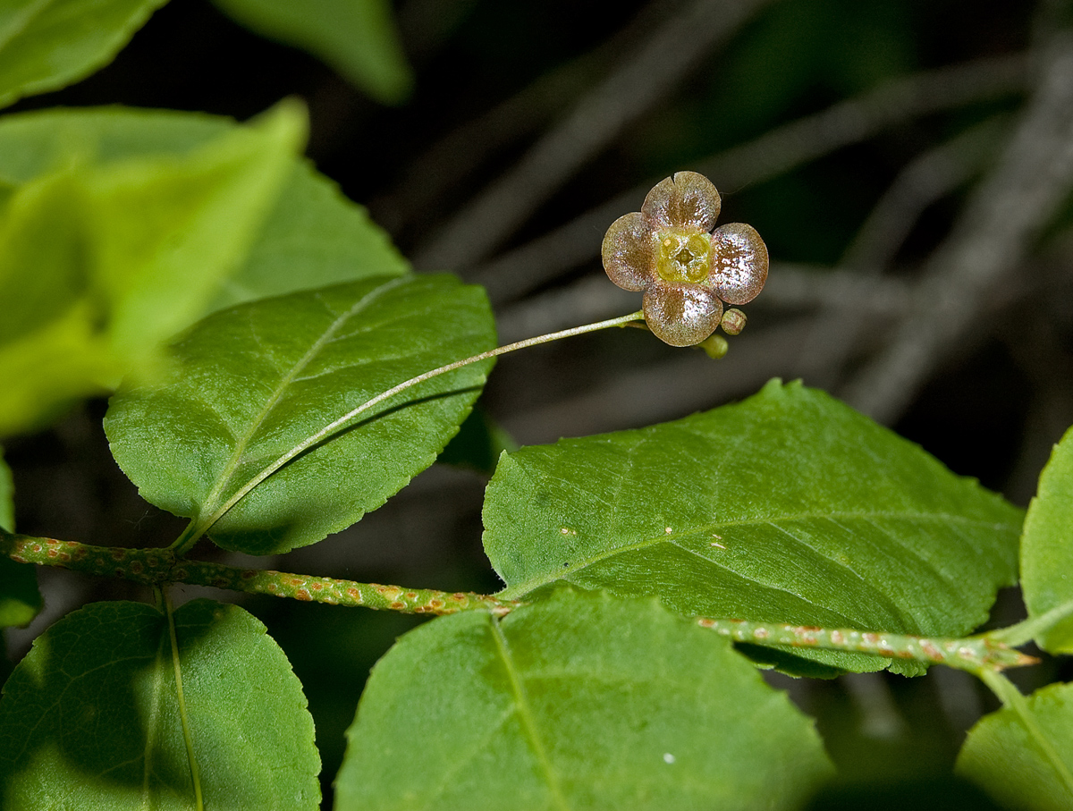 Изображение особи Euonymus verrucosus.