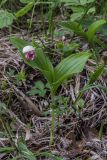 Cypripedium guttatum