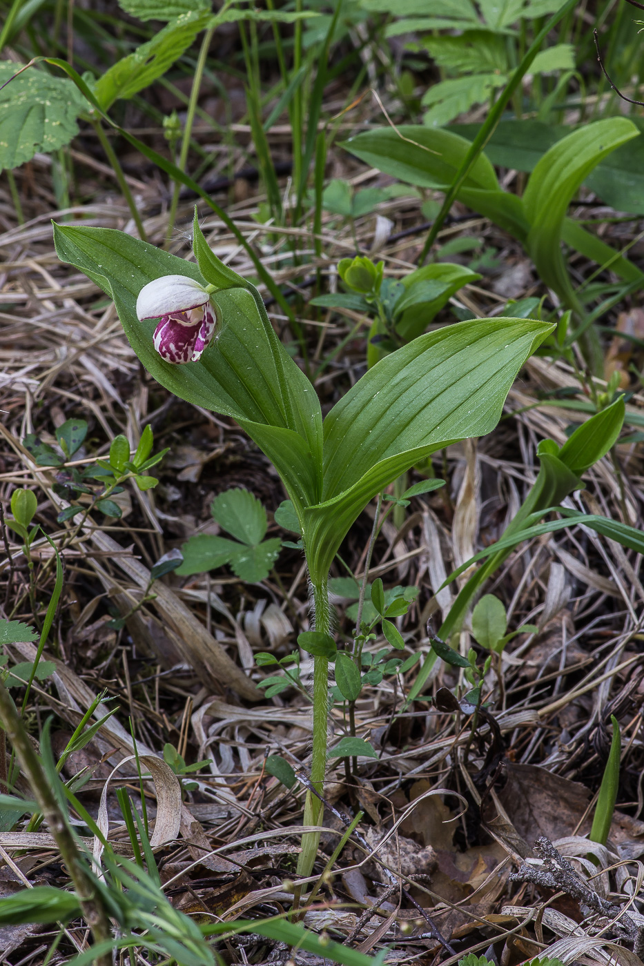 Image of Cypripedium guttatum specimen.
