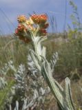 Helichrysum arenarium. Верхушка побега с общим соцветием. Крым, Керченский п-ов, мыс Казантип, петрофитная степь на приморском склоне. 26.05.2018.