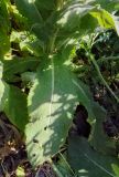 Verbascum phlomoides. Лист в основании растения. Пермский край, г. Пермь, Свердловский р-н, разнотравный некошеный газон. 17.07.2018.