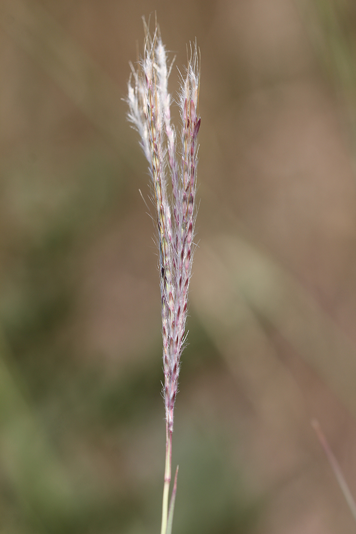 Image of Bothriochloa ischaemum specimen.