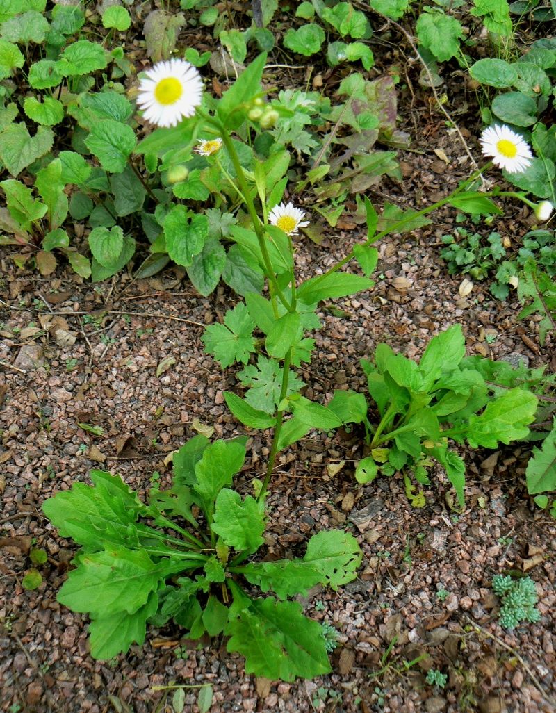 Image of Erigeron annuus ssp. lilacinus specimen.