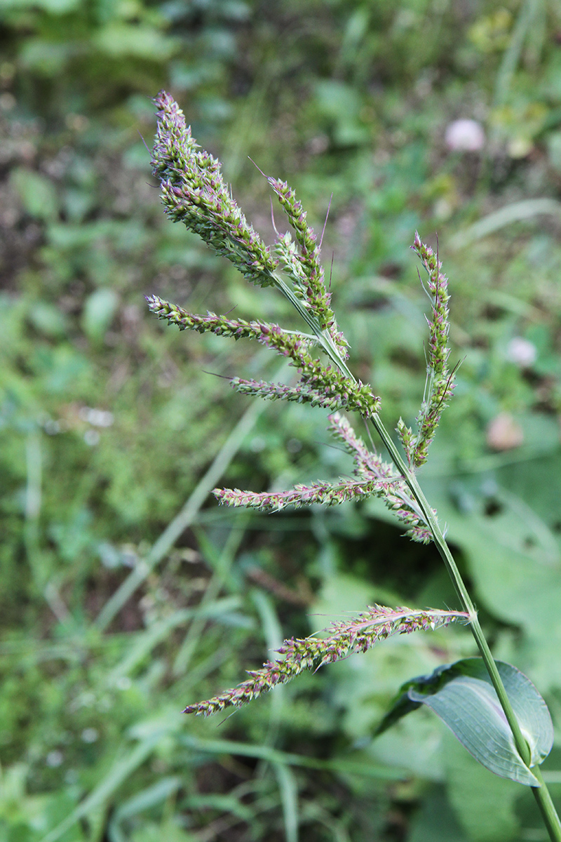 Изображение особи Echinochloa crus-galli.