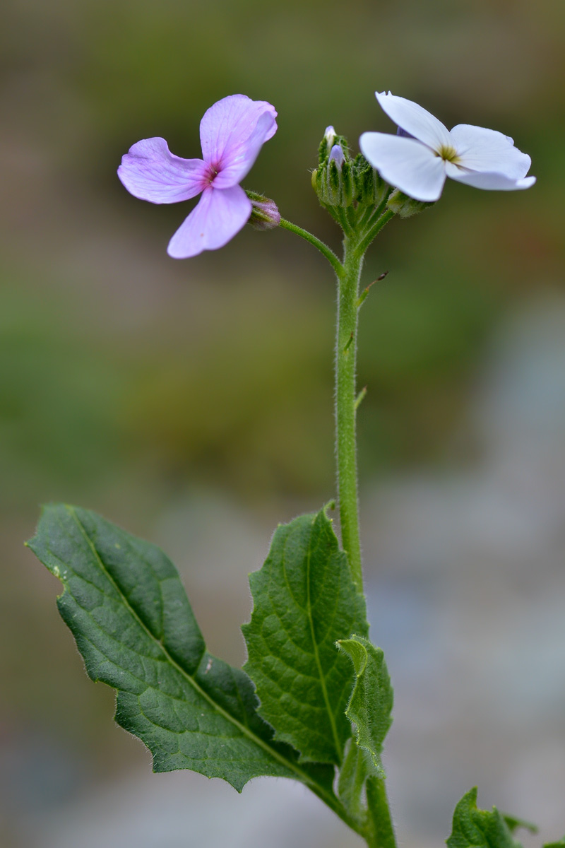 Image of genus Hesperis specimen.
