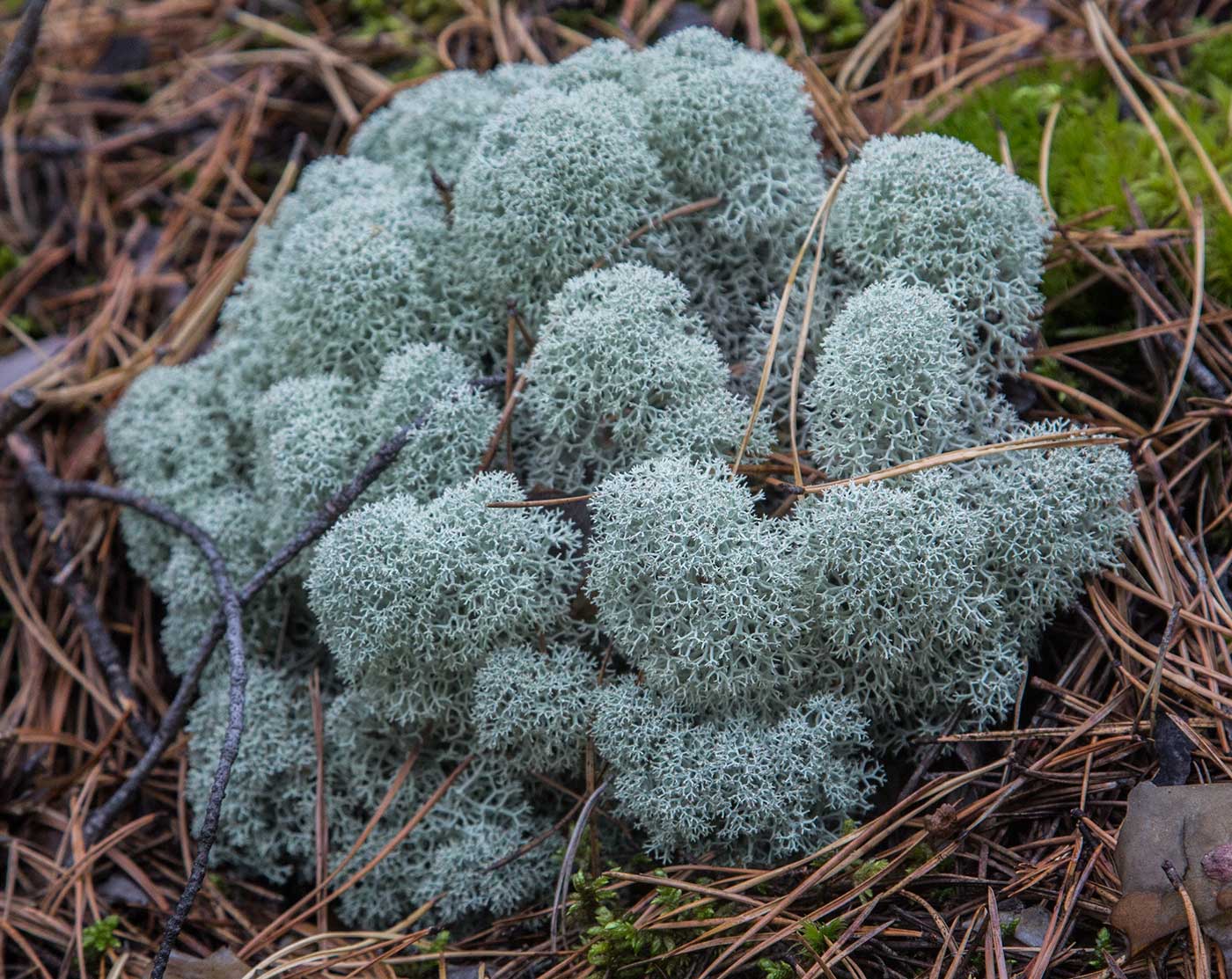 Image of Cladonia stellaris specimen.