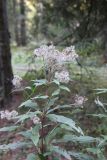 Eupatorium cannabinum