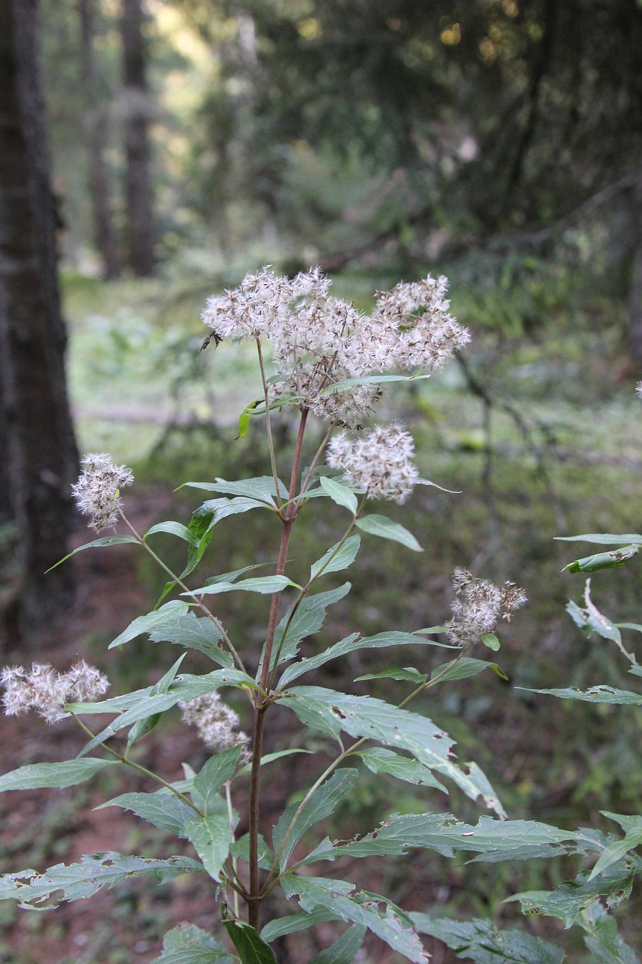 Изображение особи Eupatorium cannabinum.