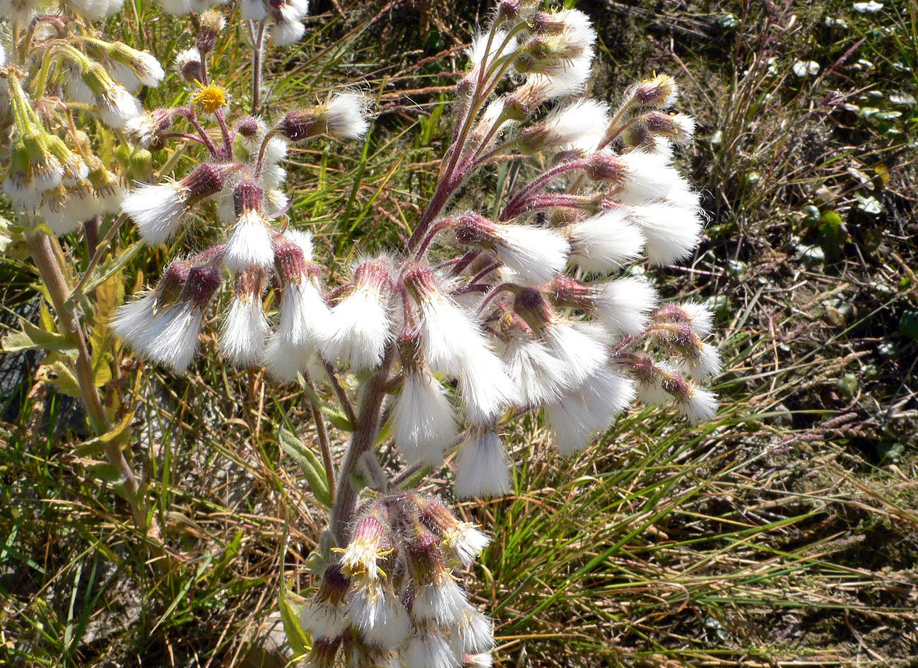 Изображение особи Tephroseris palustris.