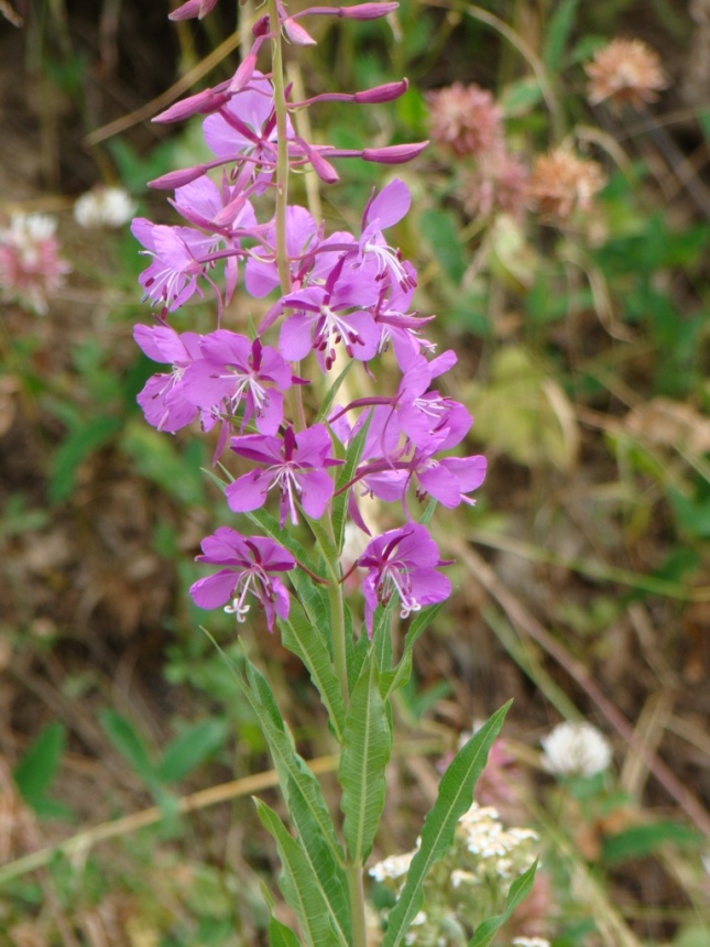 Image of Chamaenerion angustifolium specimen.
