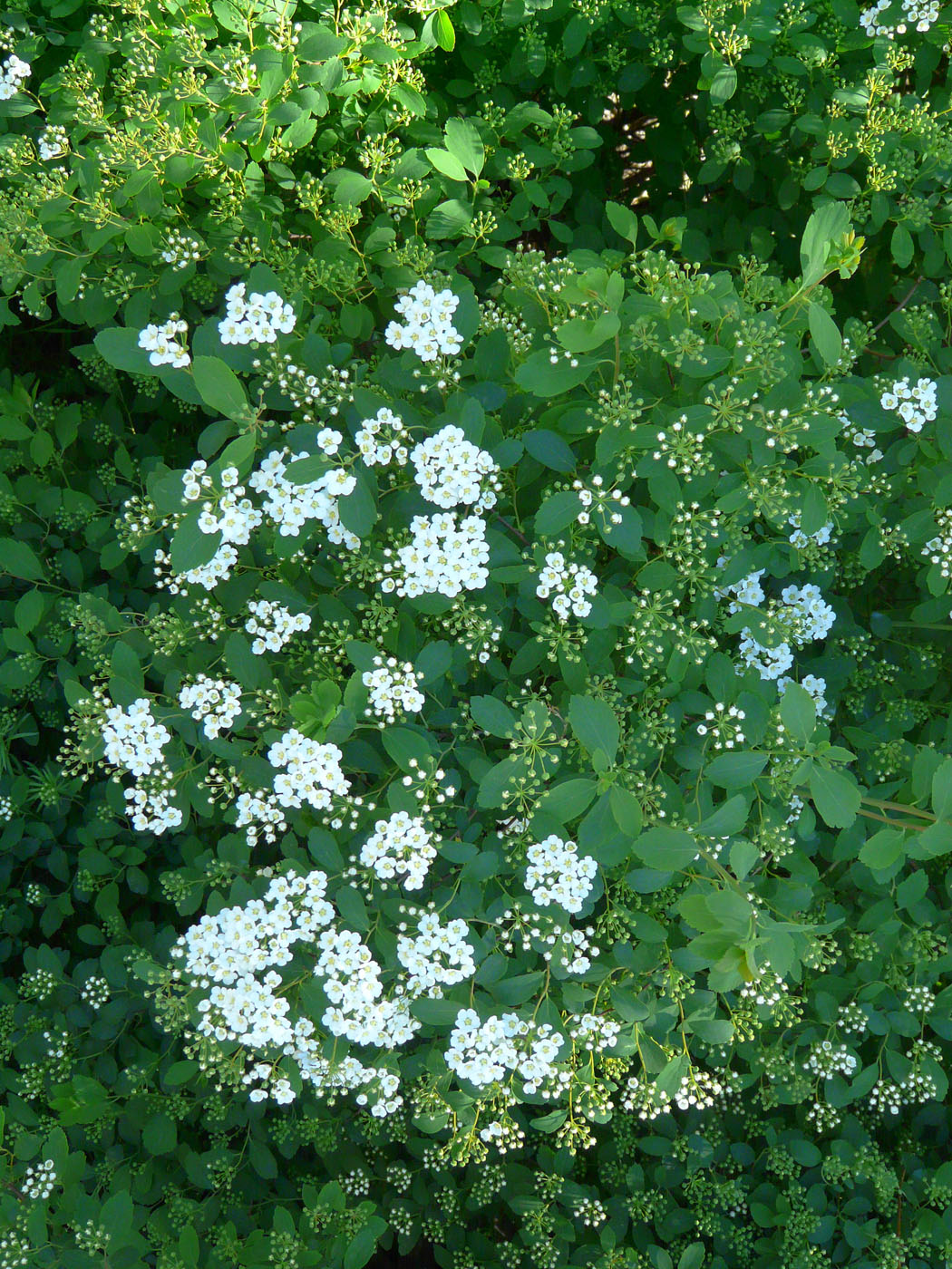 Image of Spiraea &times; vanhouttei specimen.