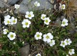 Minuartia arctica