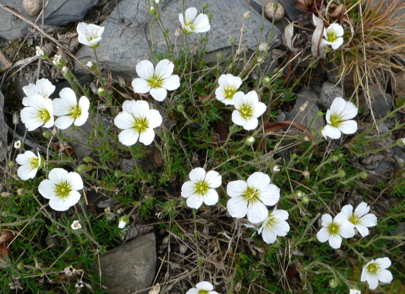 Изображение особи Minuartia macrocarpa.