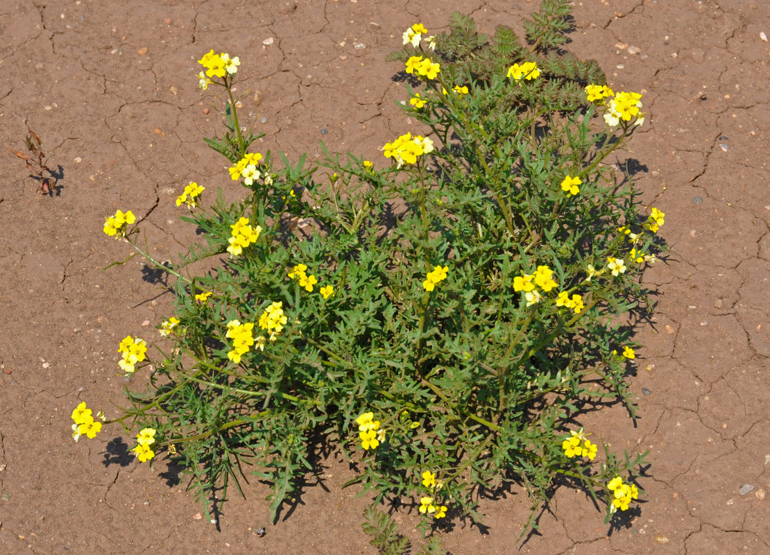 Image of Chorispora sibirica specimen.